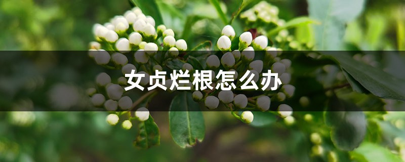 女贞烂根怎么办 女贞烂根怎么办