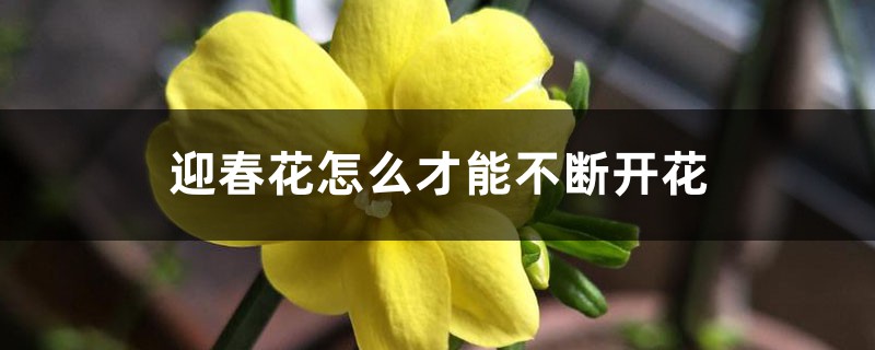 迎春花怎么才能不断开花 迎春花怎么才能不断开花