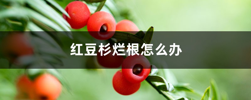 红豆杉烂根怎么办 红豆杉烂根怎么办