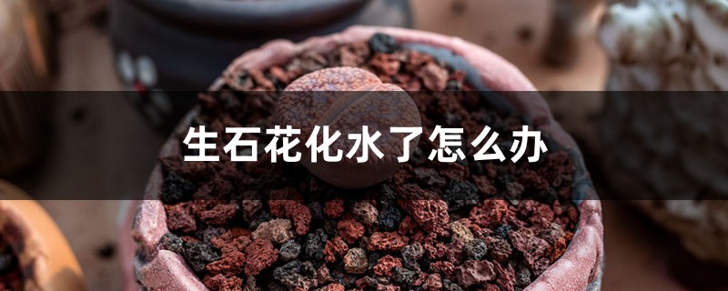 生石花化水了怎么办 生石花化水了怎么办