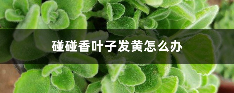 碰碰香叶子发黄怎么办 碰碰香叶子发黄怎么办