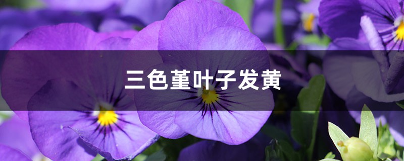 三色堇黄叶的原因和处理办法 三色堇黄叶的原因和处理办法