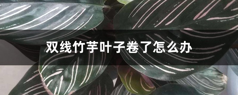 双线竹芋叶子卷了怎么办 双线竹芋叶子卷了怎么办