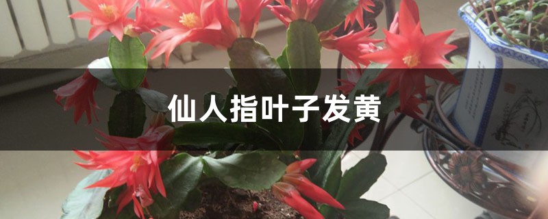 仙人指黄叶的原因及处理办法 仙人指黄叶的原因及处理办法