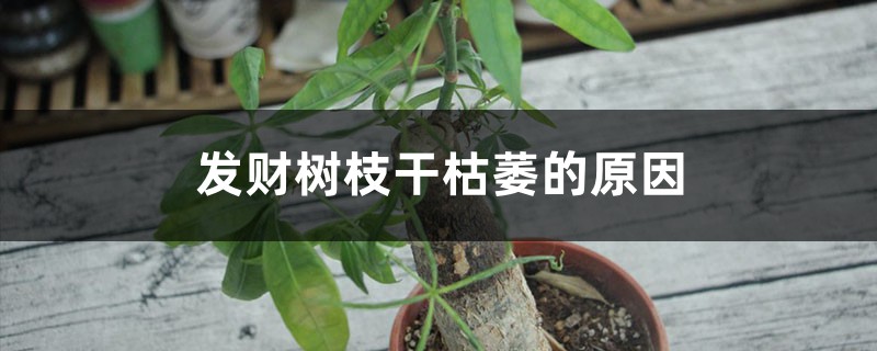 发财树枝干枯萎的原因是什么 发财树枝干枯萎的原因是什么