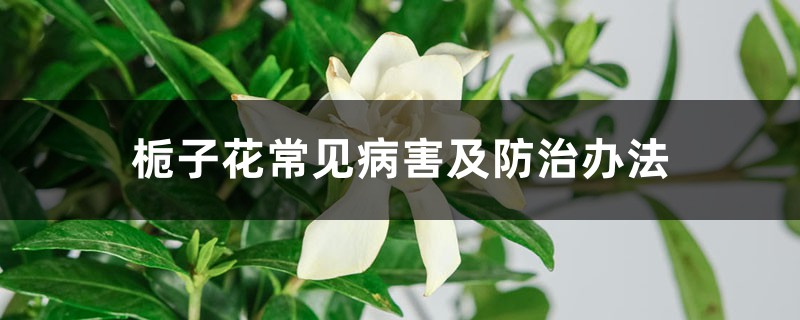 栀子花常见病害及防治办法 栀子花常见病害及防治办法