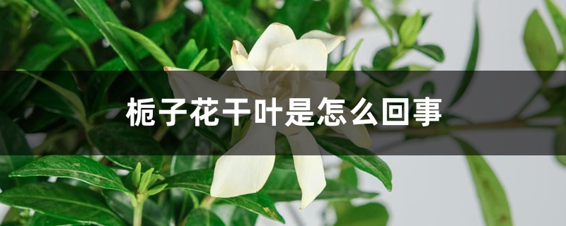 栀子花干叶是怎么回事,怎么补救? 栀子花干叶是怎么回事,怎么补救?