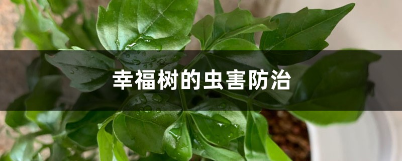 幸福树的虫害防治 幸福树的虫害防治