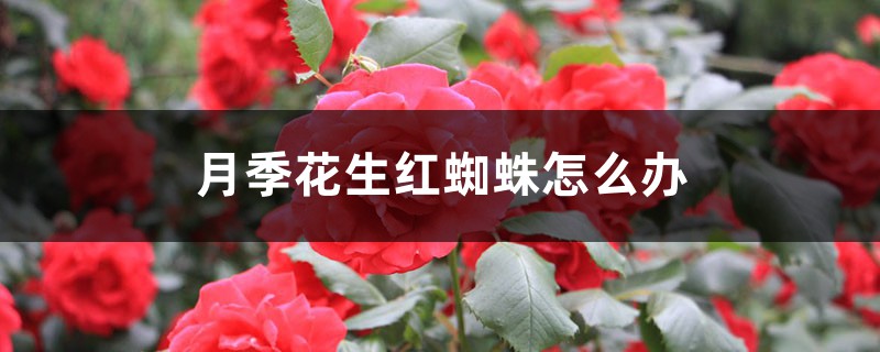 月季花生红蜘蛛怎么办 月季花生红蜘蛛怎么办