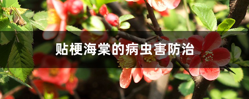 贴梗海棠的病虫害防治 贴梗海棠的病虫害防治