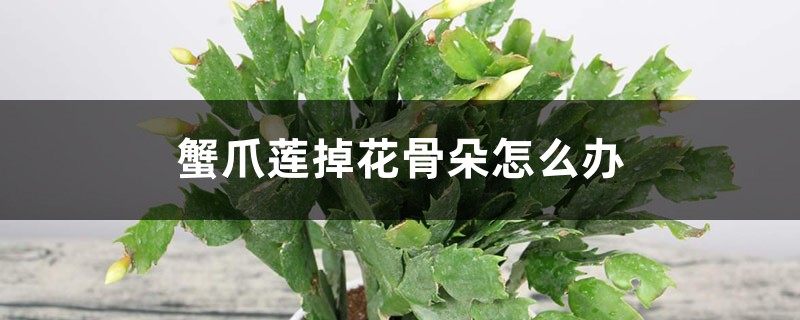 蟹爪兰落蕾的原因及解决方法 蟹爪兰落蕾的原因及解决方法