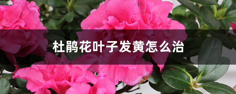 杜鹃花叶子发黄怎么治 杜鹃花叶子发黄怎么治
