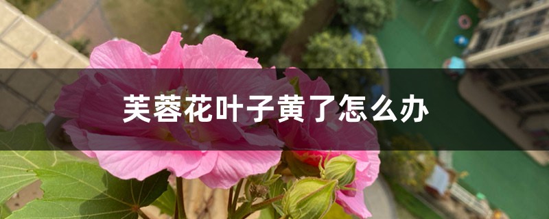 芙蓉花叶子黄了怎么办 芙蓉花叶子黄了怎么办