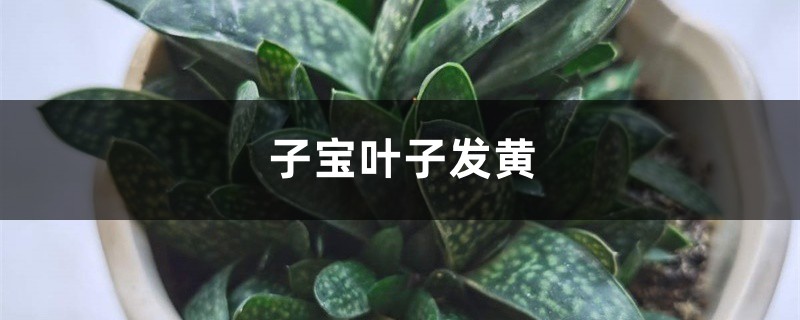 子宝黄叶的原因和处理办法 子宝黄叶的原因和处理办法