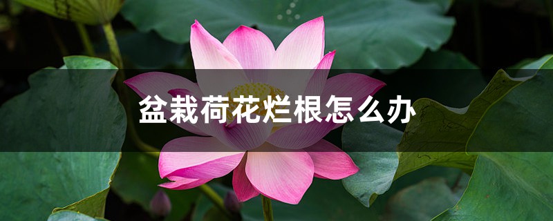 盆栽荷花烂根怎么办,盆栽荷花烂根的原因和解决方法 盆栽荷花烂根怎么办,盆栽荷花烂根的原因和解决方法
