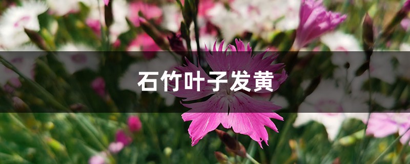 石竹黄叶的原因和处理办法 石竹黄叶的原因和处理办法