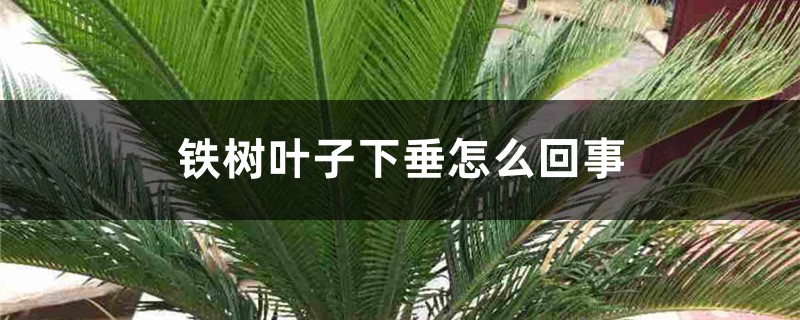 铁树叶子下垂是怎么回事 铁树叶子下垂是怎么回事