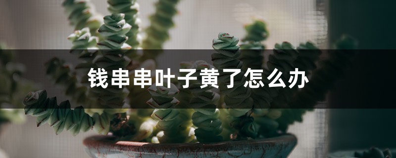 钱串串叶子黄了怎么办 钱串串叶子黄了怎么办