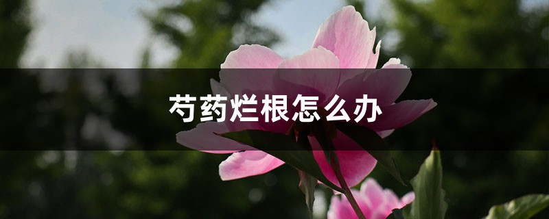 芍药烂根怎么办 芍药烂根怎么办