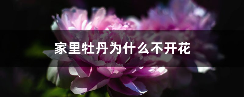 家里牡丹为什么不开花 家里牡丹为什么不开花