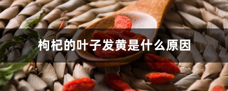 枸杞的叶子发黄是什么原因 枸杞的叶子发黄是什么原因
