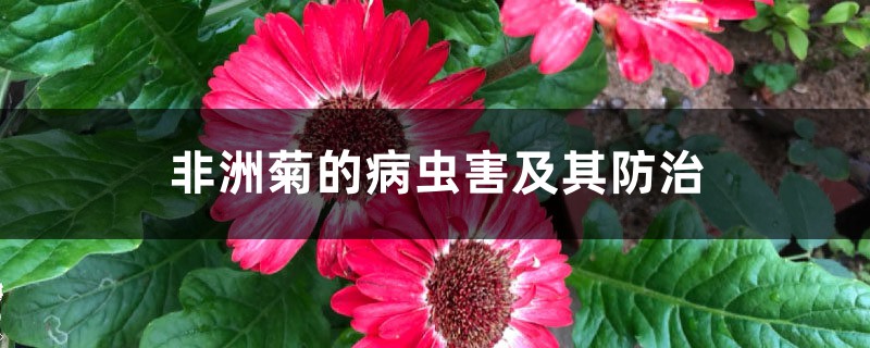 非洲菊的病虫害及其防治 非洲菊的病虫害及其防治