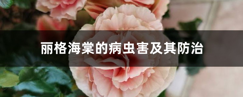 丽格海棠的病虫害及其防治 丽格海棠的病虫害及其防治