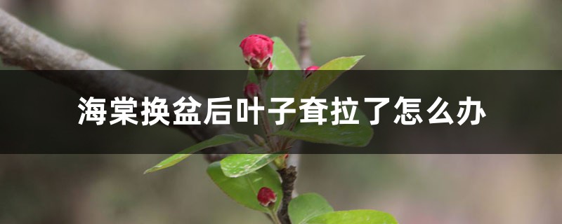 海棠换盆后叶子耷拉了怎么办,换盆后怎么护理 海棠换盆后叶子耷拉了怎么办,换盆后怎么护理