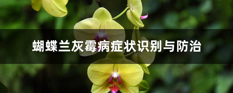 蝴蝶兰灰霉病症状识别与防治 蝴蝶兰灰霉病症状识别与防治