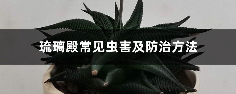 琉璃殿常见虫害及防治方法 琉璃殿常见虫害及防治方法