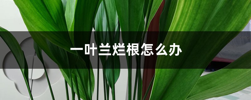 一叶兰烂根怎么办 一叶兰烂根怎么办