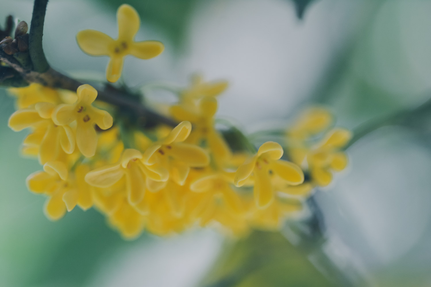 桂花 桂花