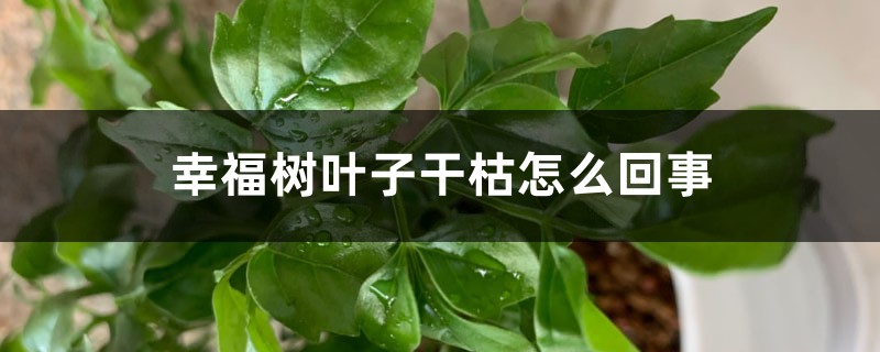 幸福树叶子干枯是怎么回事,还能活吗 幸福树叶子干枯是怎么回事,还能活吗