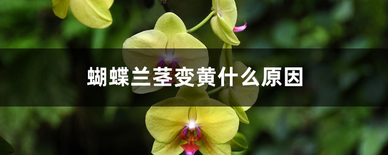 蝴蝶兰茎变黄什么原因,茎腐烂怎么治 蝴蝶兰茎变黄什么原因,茎腐烂怎么治