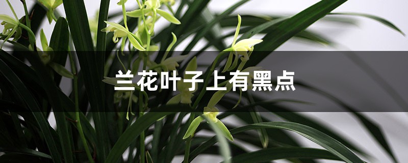 兰花叶子上有黑点是什么病 兰花叶子上有黑点是什么病