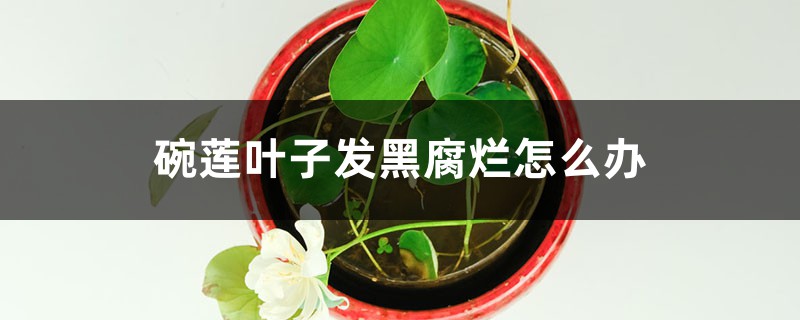 碗莲叶子发黑腐烂怎么办 碗莲叶子发黑腐烂怎么办
