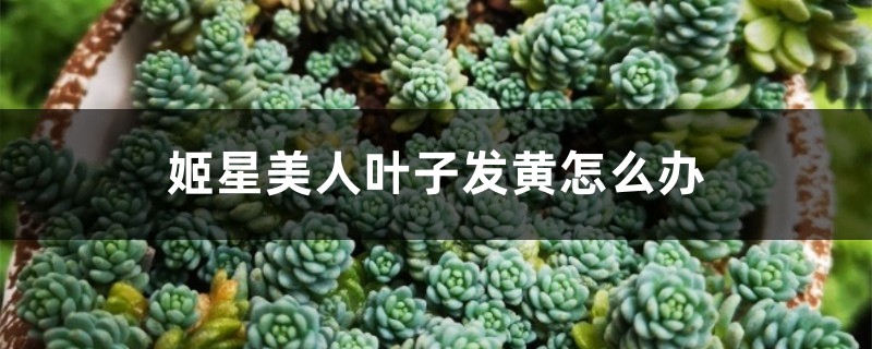 姬星美人叶子发黄怎么办 姬星美人叶子发黄怎么办