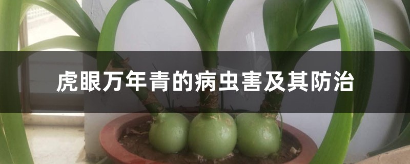 虎眼万年青的病虫害及其防治 虎眼万年青的病虫害及其防治