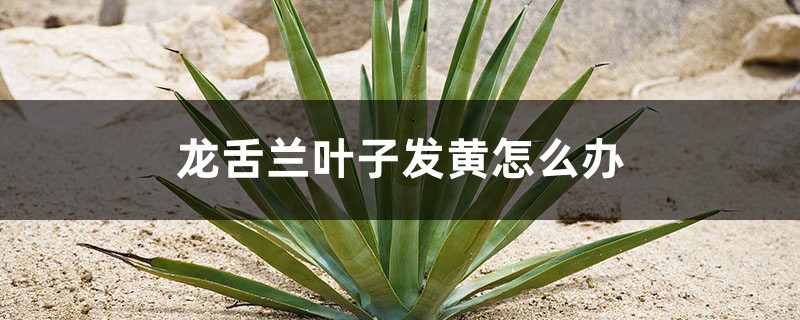 龙舌兰叶子发黄怎么办 龙舌兰叶子发黄怎么办