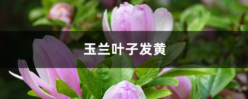 玉兰黄叶的原因和处理办法 玉兰黄叶的原因和处理办法