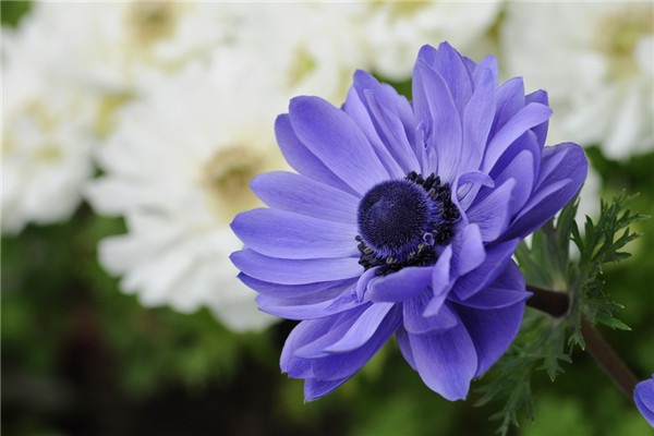 银莲花常见病虫害及其防治 银莲花常见病虫害及其防治