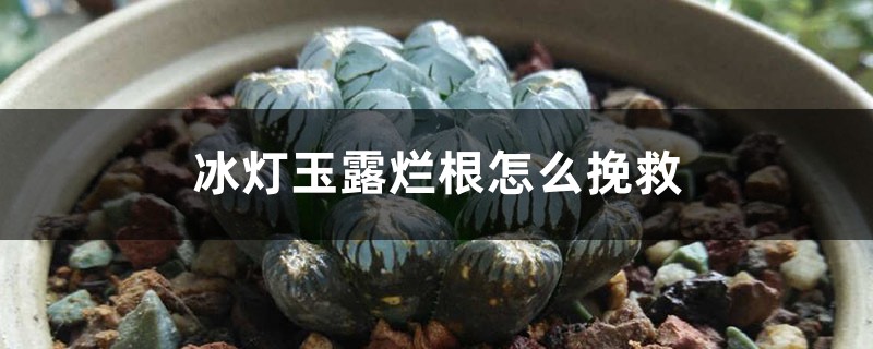 冰灯玉露烂根怎么挽救 冰灯玉露烂根怎么挽救