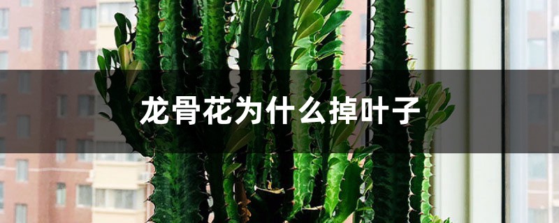 龙骨花为什么掉叶子 龙骨花为什么掉叶子