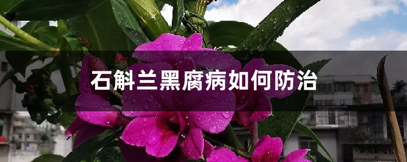 石斛兰黑腐病如何防治 石斛兰黑腐病如何防治