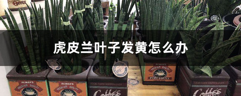虎皮兰叶子发黄怎么办 虎皮兰叶子发黄怎么办