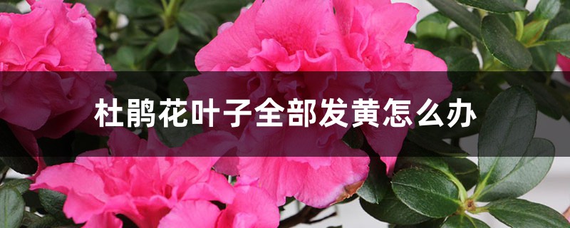 杜鹃花叶子全部发黄怎么办