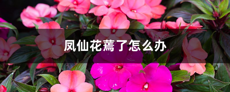 凤仙花蔫了怎么办 凤仙花蔫了怎么办