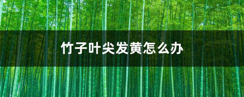 竹子叶尖发黄怎么办 竹子叶尖发黄怎么办
