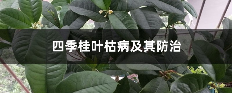 四季桂叶枯病及其防治 四季桂叶枯病及其防治