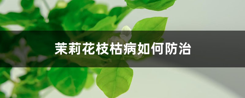 茉莉花枝枯病如何防治 茉莉花枝枯病如何防治